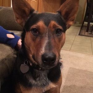 Meet your Posher, Dominic